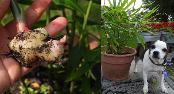 Growing ginger in a pot