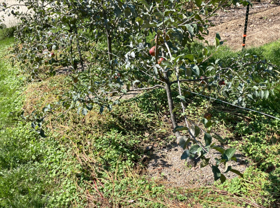 Cover crops in the apple orchard