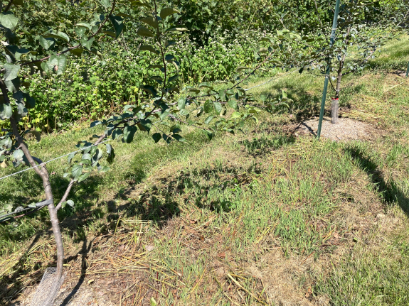 Growing rye between apple trees.