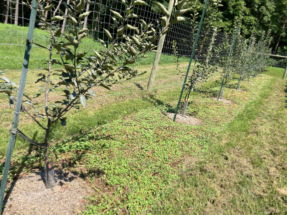 Oilseed radishes planted between apple trees.