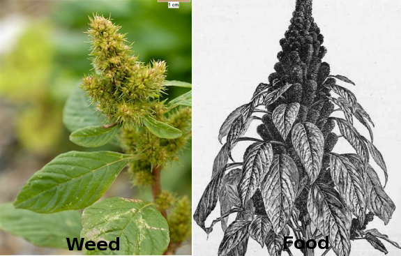 Amaranth - weed and food