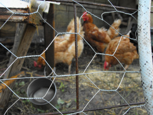 View into our chicken tractor