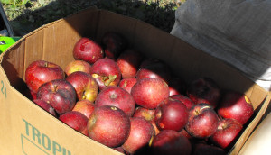 winesap apples