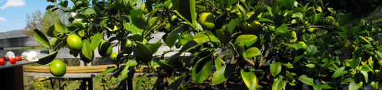 Dwarf Meyer lemon with 91 fruits