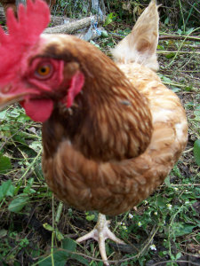 Peering hen