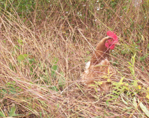 Chicken in the grass