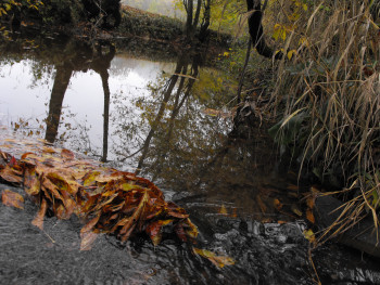 Leaves collecting on the ford