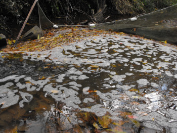 Capturing leaves in a seine