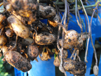 Peanuts pulled out of the ground.