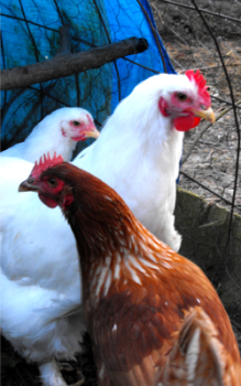 Pullets (and a young rooster)