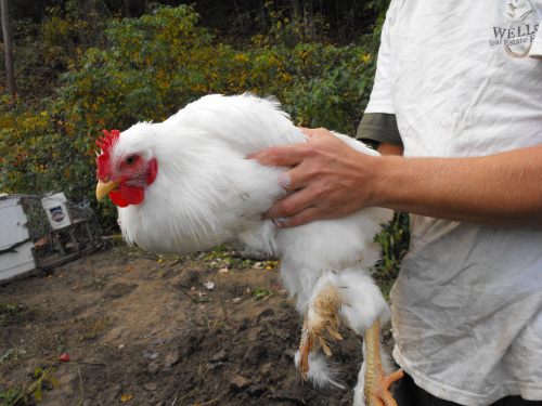 White cochin rooster