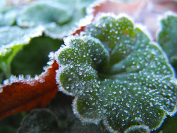 Frosty leaves