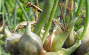 Praying mantis on an onion