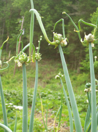 Egyptian onions