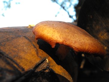 shitake mushroom