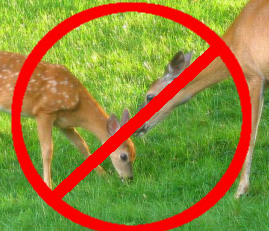 No deer