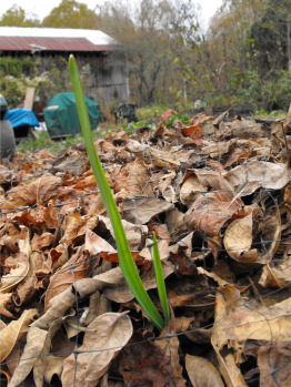 First garlic shoots