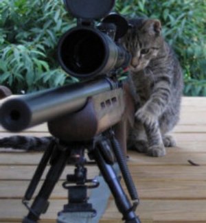 Cat Gun