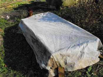 Row cover fabric on a lettuce bed.