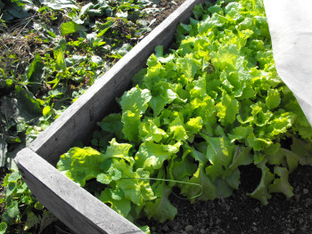 Lettuce in a cold frame