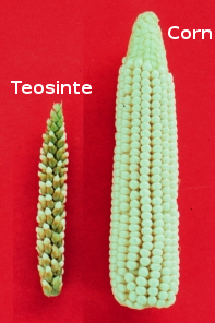 Corn and teosinte