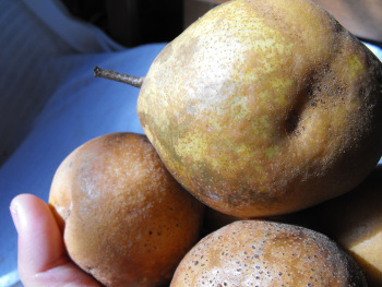 Wildcrafted pears