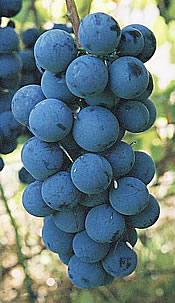 Steuben grapes
