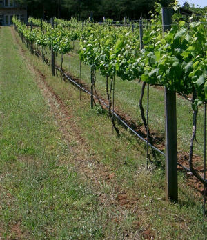 Vineyard