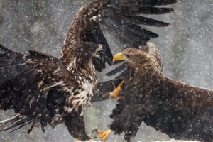 white tailed eagles