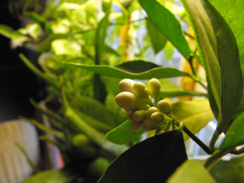 Meyer Lemon bloom buds