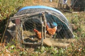 chicken tractor