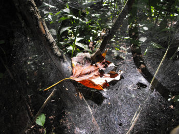 Leaf in a spiderweb