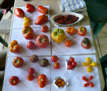 2007 tomato tasting