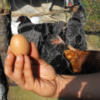 The first pullet egg