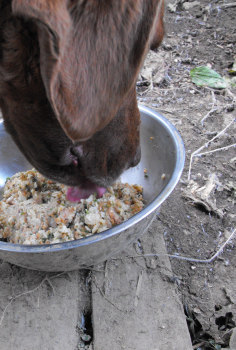 Lucy enjoys home made dog food.