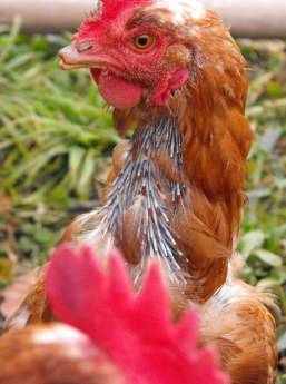 Moulting chicken