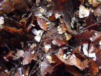 Filling the worm bin with leaves, dirt, and eggshells