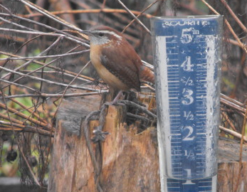 Carolina wren beside the rain gauge