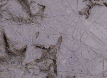 Chicken tracks in the mud