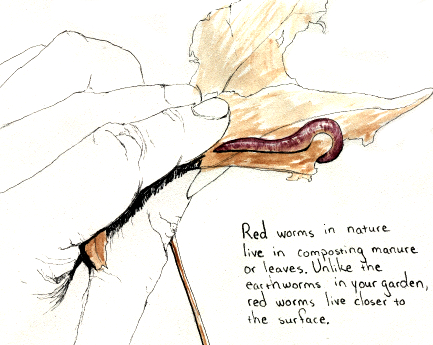 Drawing of a red worm