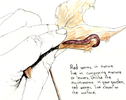 Drawing of a red worm Worms! Some slightly dehydrated annelids arrived 