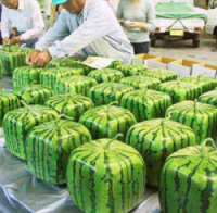 square watermelon