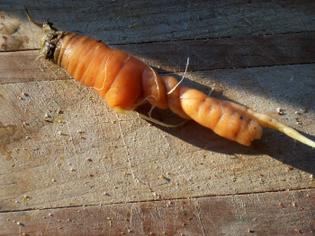 carrot