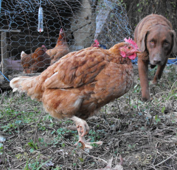 lucy and hen