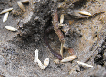 Grain seeds in Lucy's track