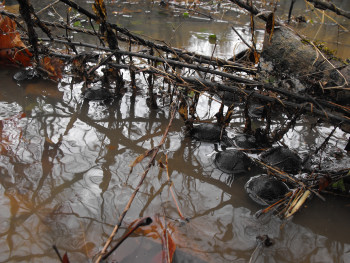 Black walnuts floating in the flood waters