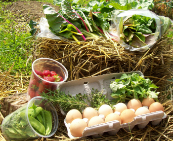 Food from our garden