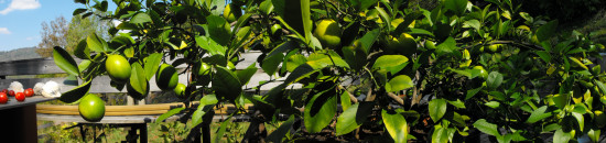 A neighbor's Meyer Lemon tree