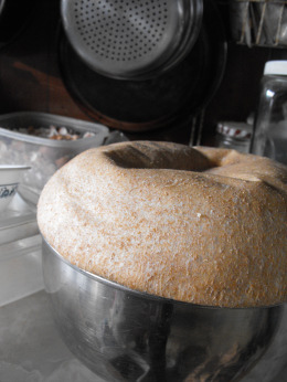 Bread dough