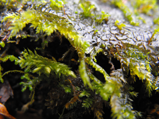 Ice covered moss